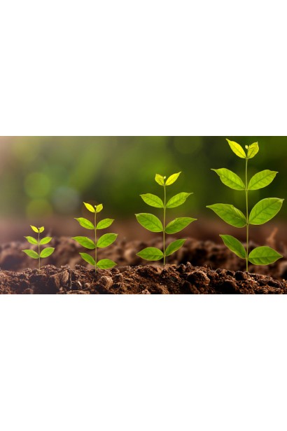 Зменшує стрес при пересадці рослин;